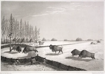 Un corral de búfalos, de 